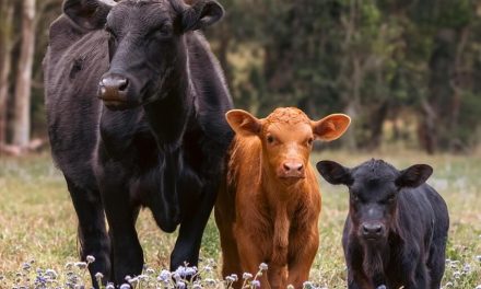 Govedo in veterinar ozdravela s koristnimi bakterijami