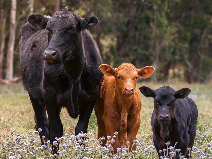 Govedo in veterinar ozdravela s koristnimi bakterijami