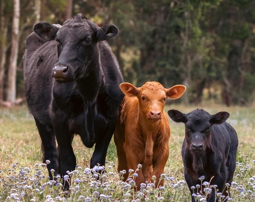 Govedo in veterinar ozdravela s koristnimi bakterijami