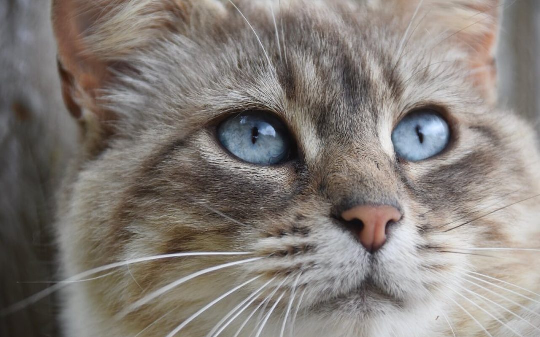 Maček je hitro prebolel prehlad