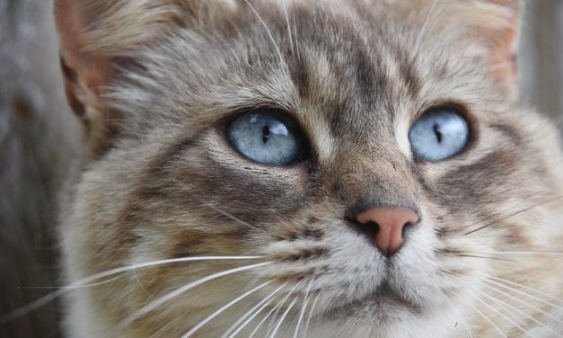 Maček je hitro prebolel prehlad