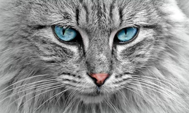 Macu pozdravil oko s FHES