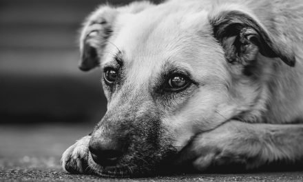 Bolna ostarela psička si je opomogla z OKA