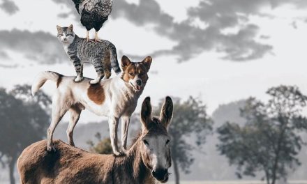 Več pasjega veselja s FHES