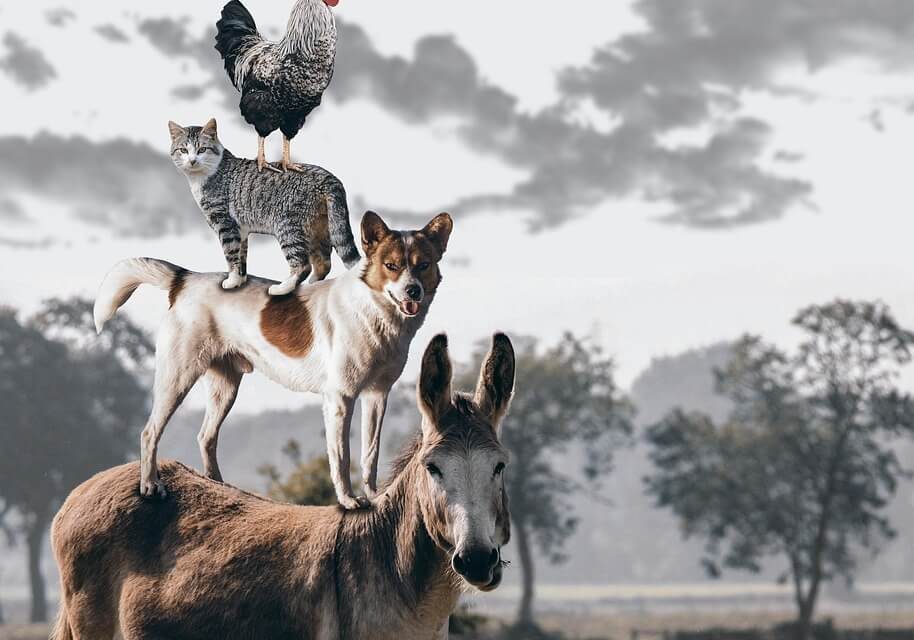 Več pasjega veselja s FHES