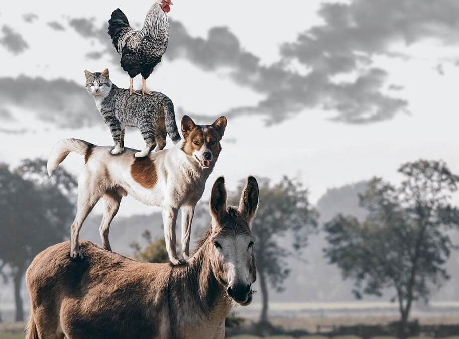 Več pasjega veselja s FHES