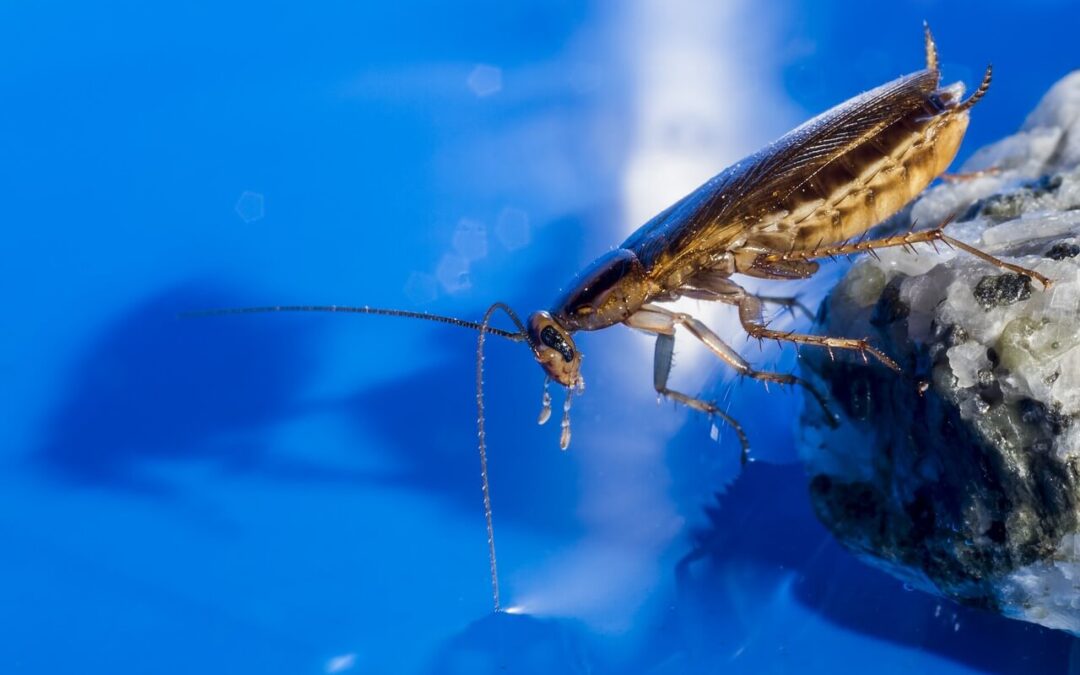 Z bioresonanco pozdravila alergije