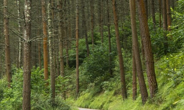 Hodimo, pa še kaj …