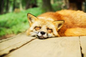 melatonin